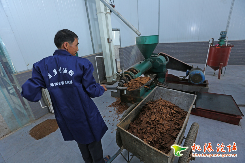 ng电子游戏,油茶种植出产加工销售,植物油种植出产加工销售