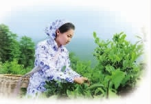 ng电子游戏,油茶种植出产加工销售,植物油种植出产加工销售